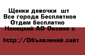 Щенки девочки 4шт - Все города Бесплатное » Отдам бесплатно   . Ненецкий АО,Оксино с.